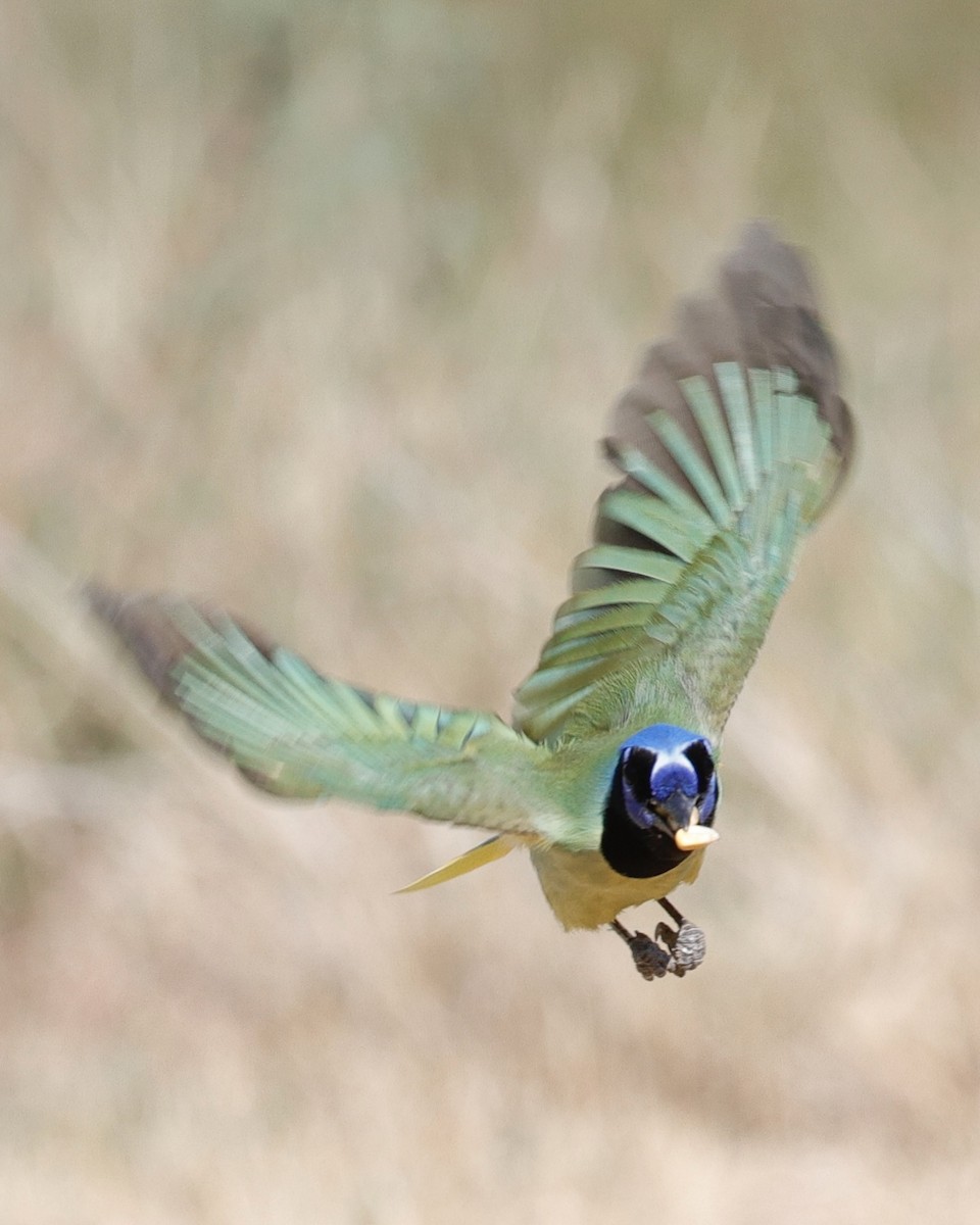 Geai vert - ML645359994