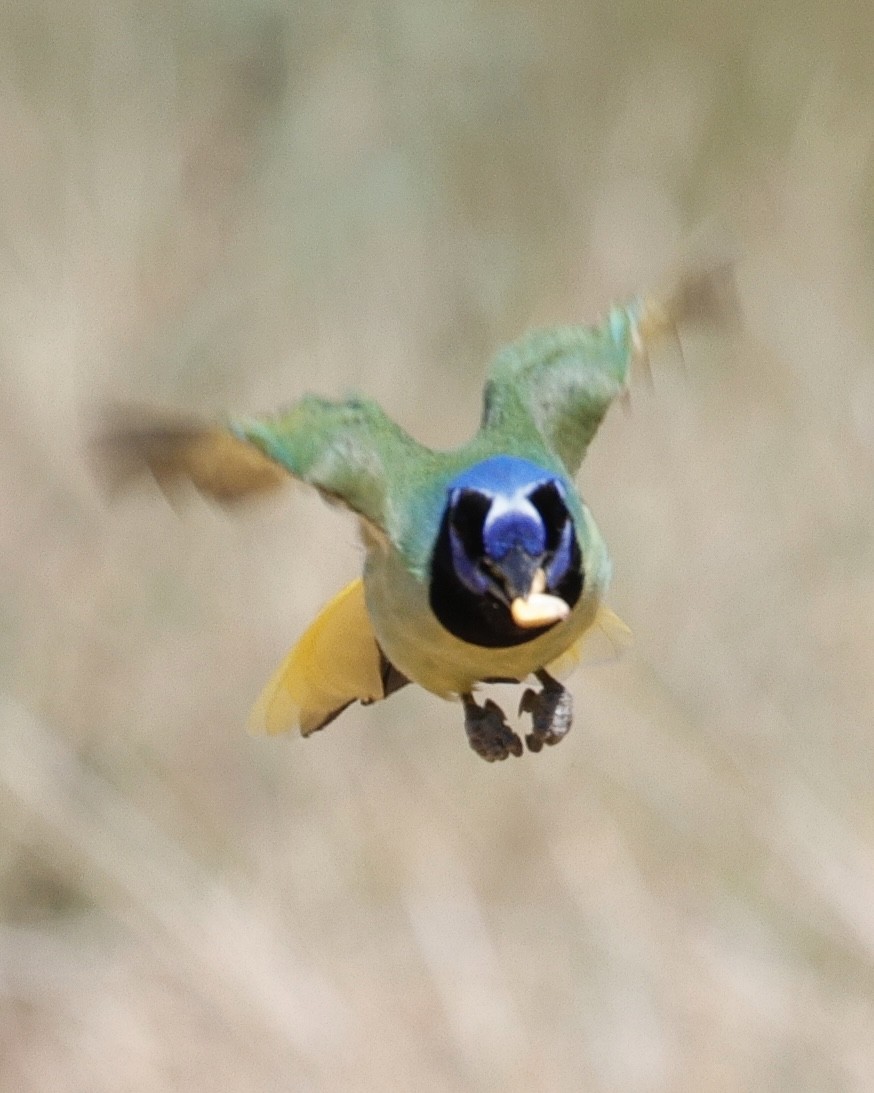 Geai vert - ML645359995