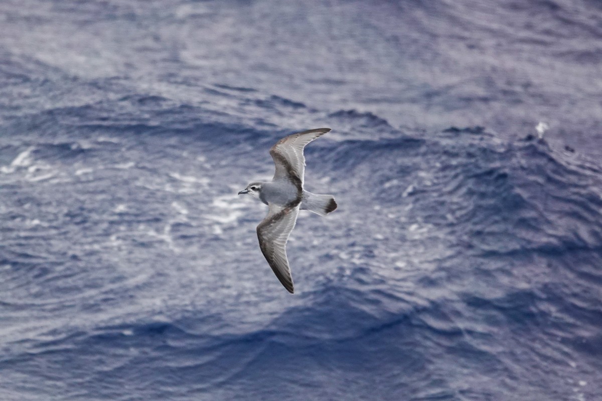 buřňák holubí - ML645359996