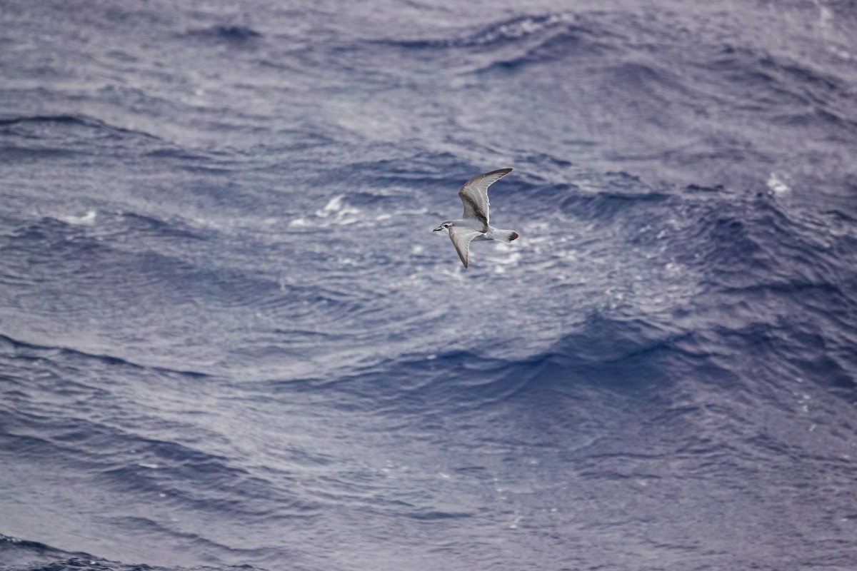 buřňák holubí - ML645359997