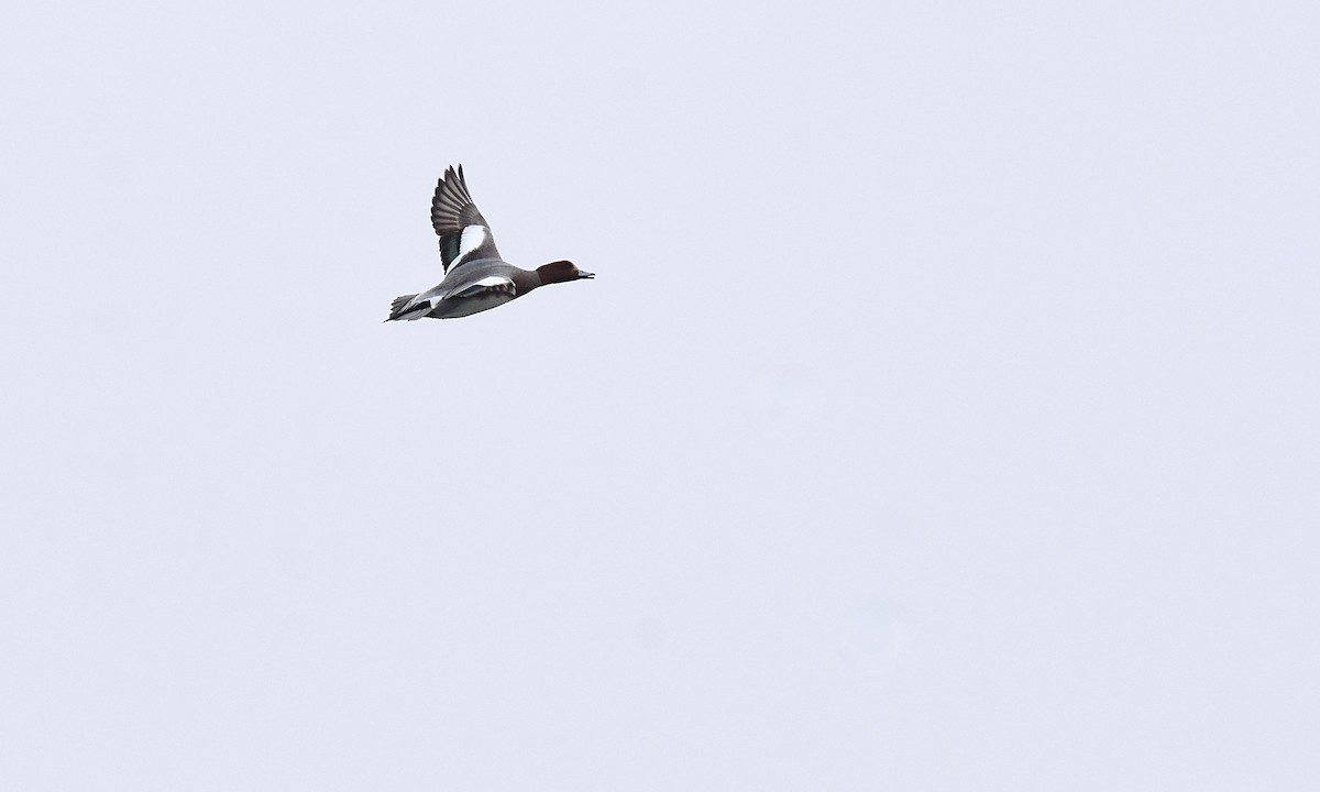 Eurasian Wigeon - ML645360000