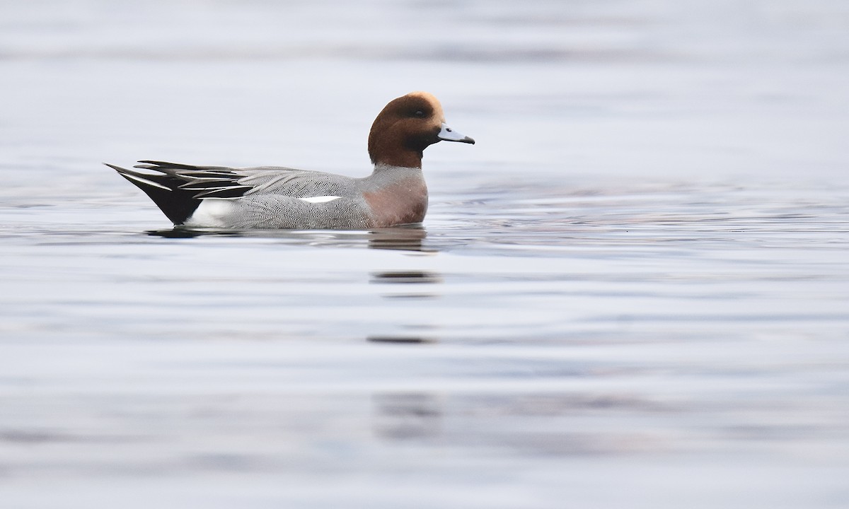 Eurasian Wigeon - ML645360001