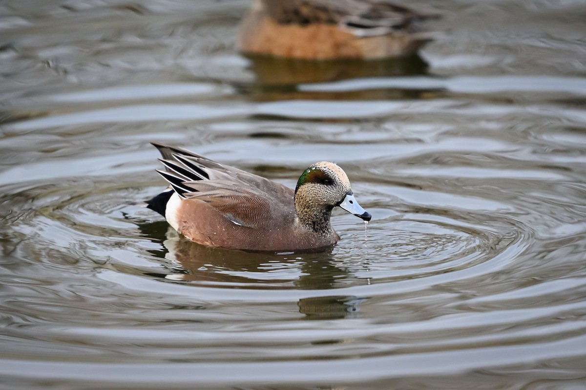 Fischione americano - ML645360004