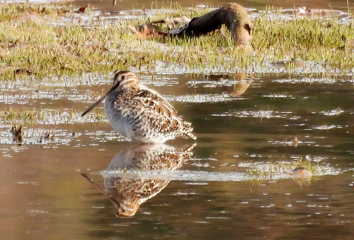 Wilson's Snipe - ML645360007