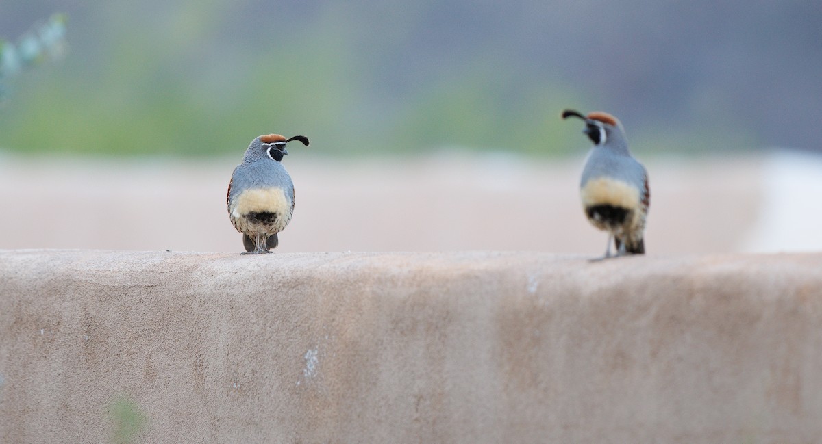 Gambel's Quail - ML645360008