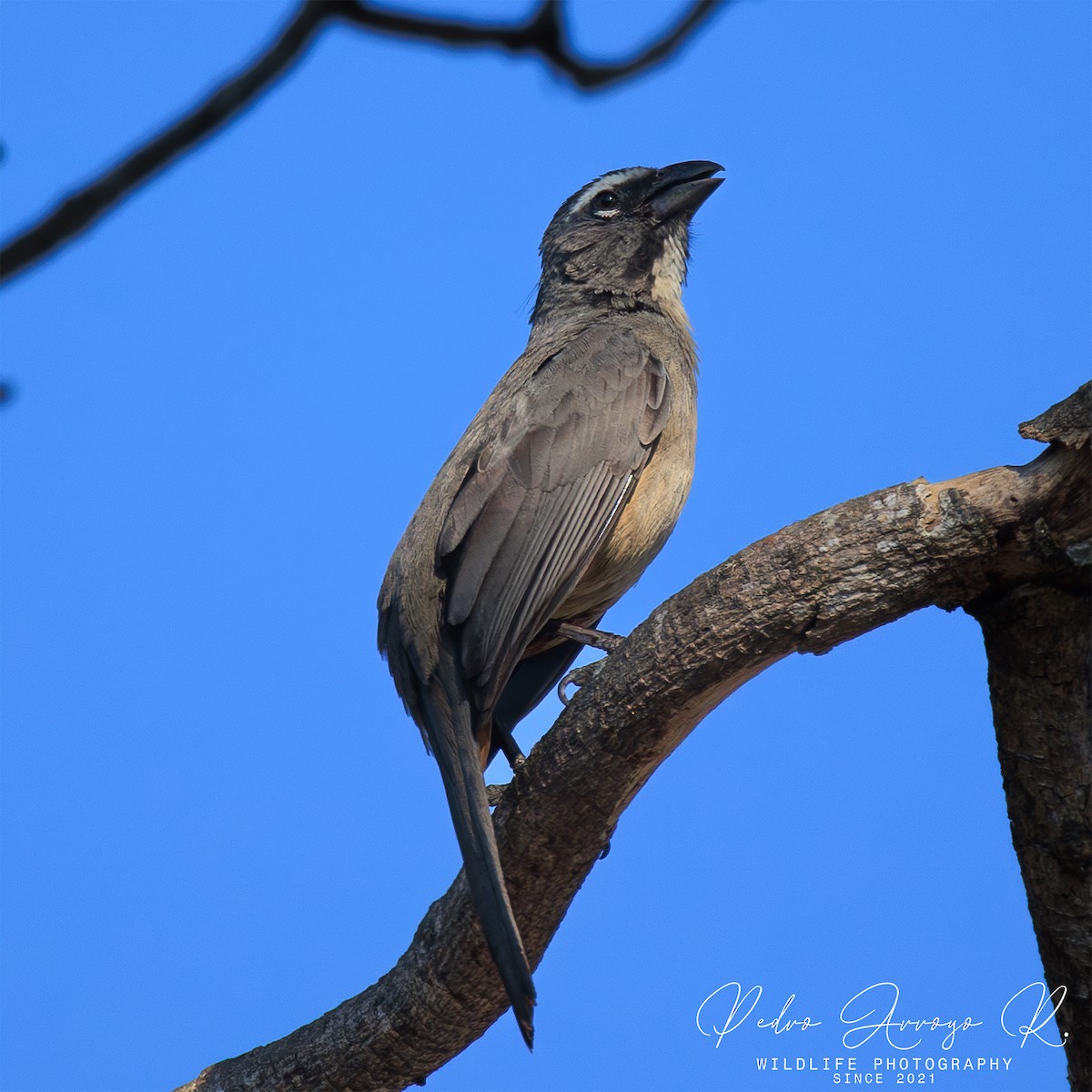 Cinnamon-bellied Saltator - ML645360012