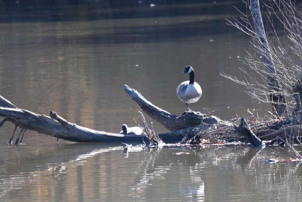Canada Goose - ML645360017