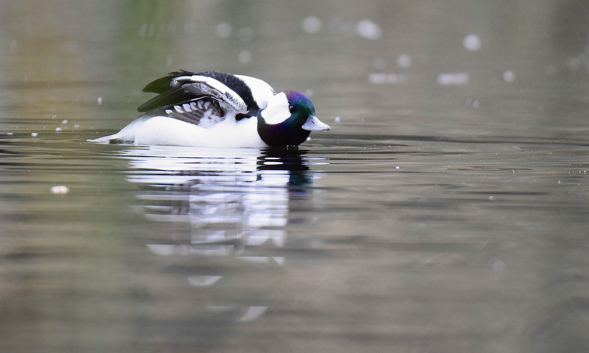 Bufflehead - ML645360018