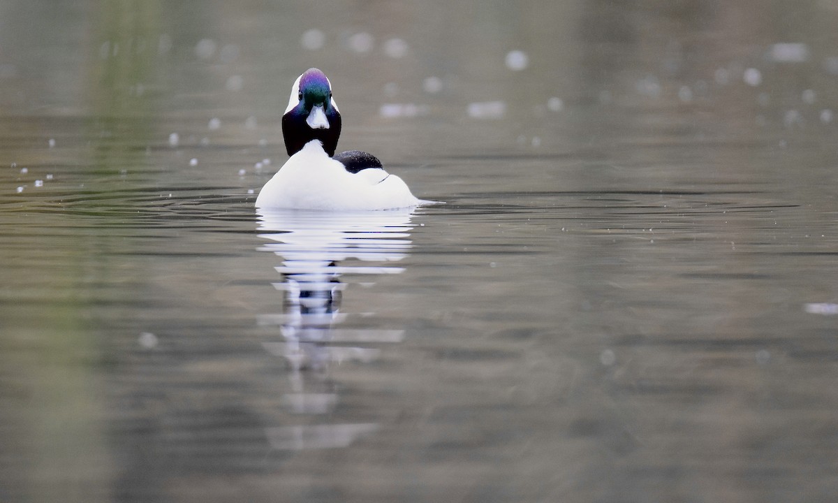 Bufflehead - ML645360019
