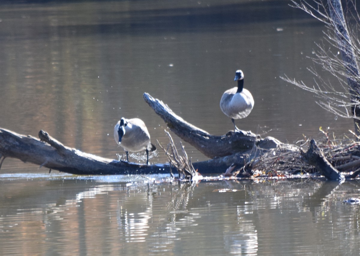 Canada Goose - ML645360035
