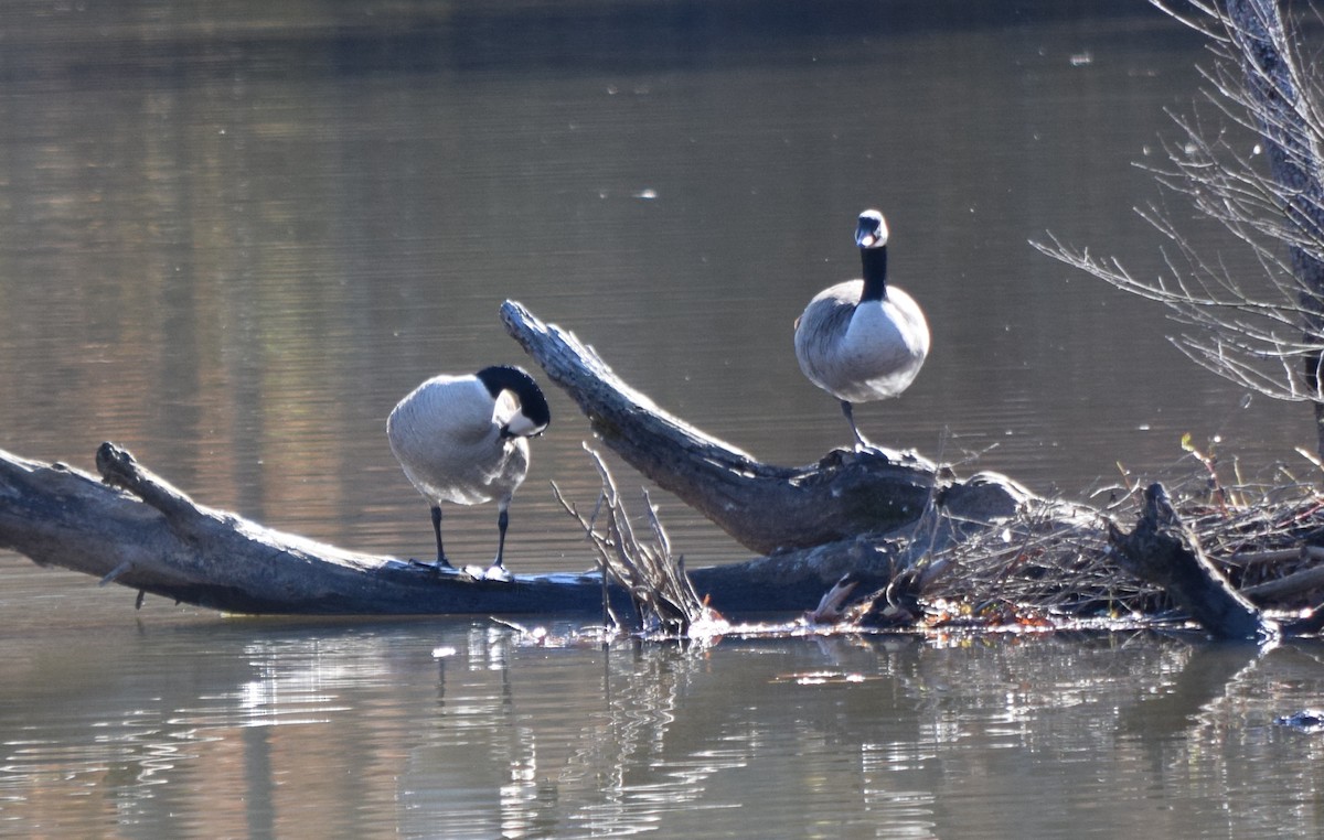 Canada Goose - ML645360037