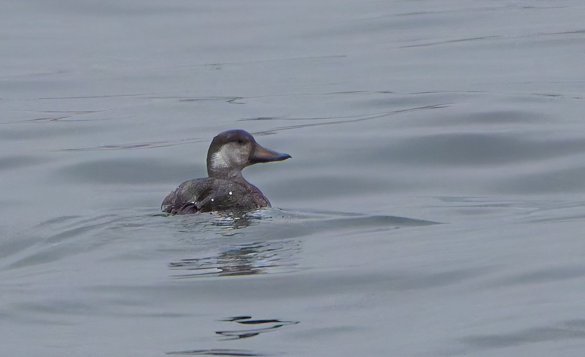 Black Scoter - ML645360038
