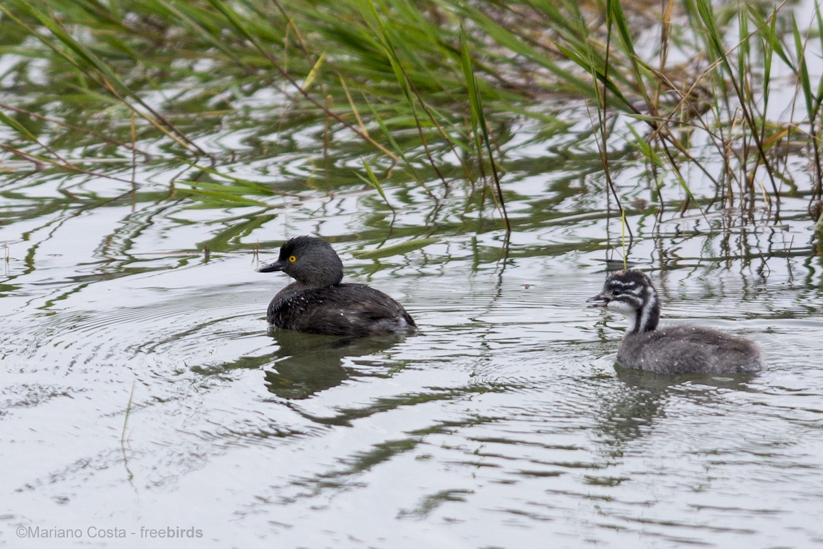Least Grebe - ML645360039