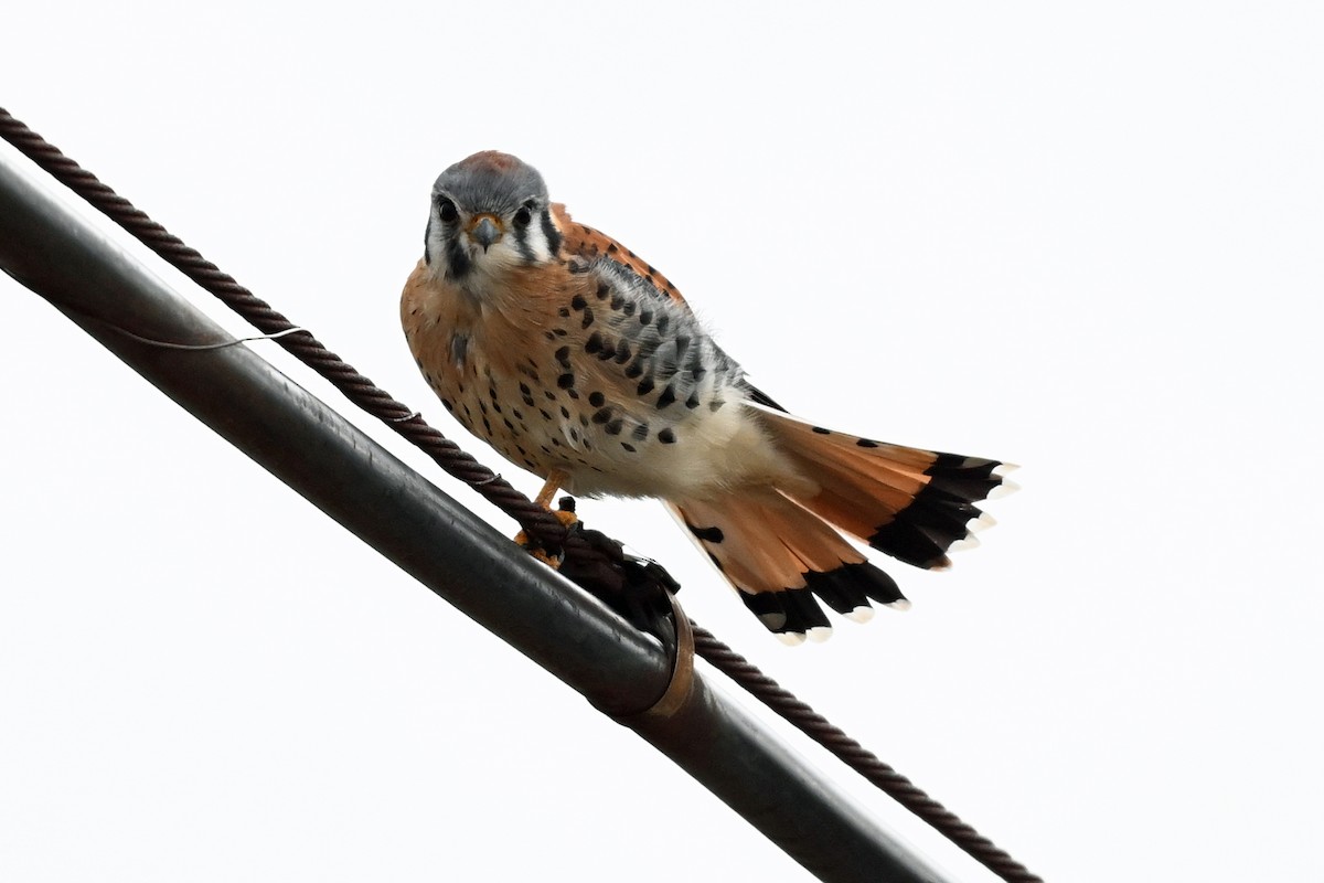 American Kestrel - ML645360040