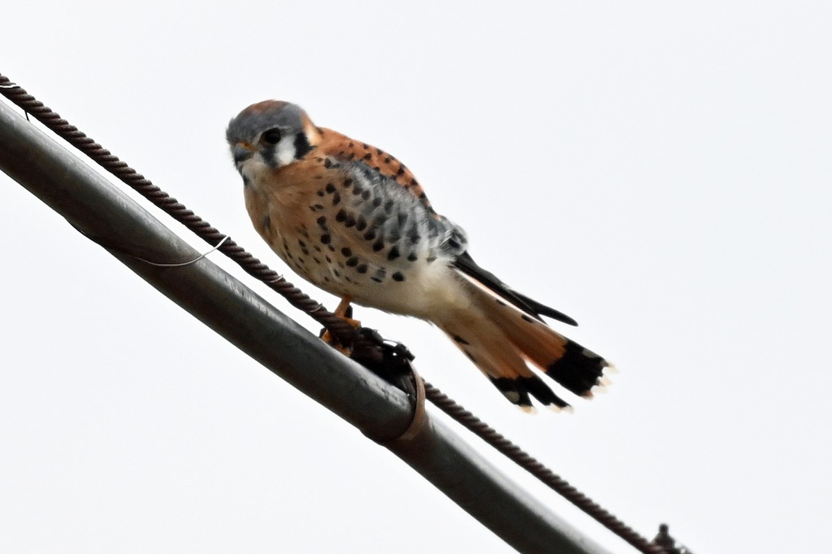 American Kestrel - ML645360041