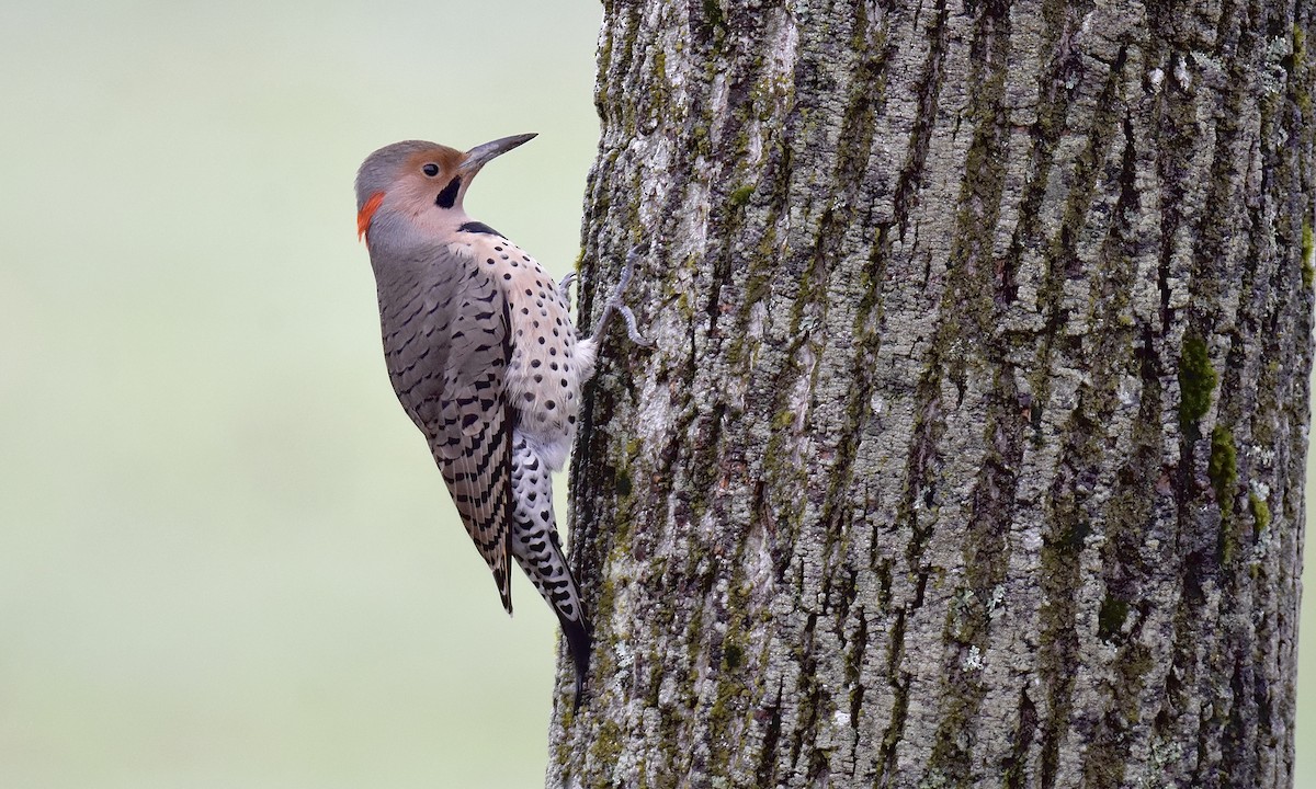 Northern Flicker (Yellow-shafted) - ML645360042