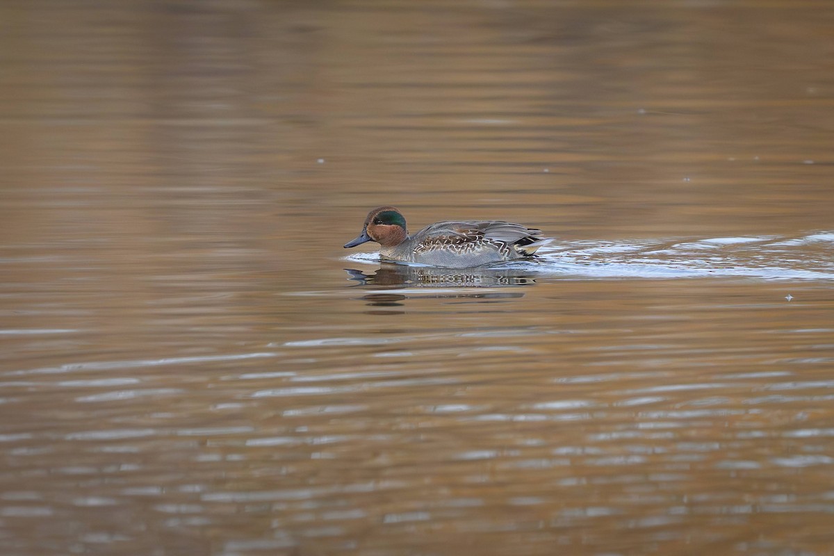 Green-winged Teal - ML645360043