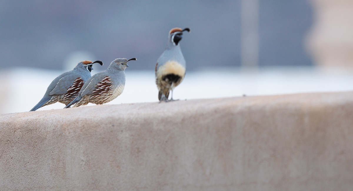 Gambel's Quail - ML645360046