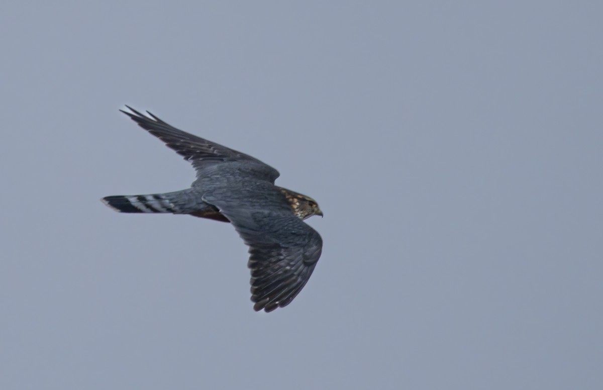 Merlin - ML645360048