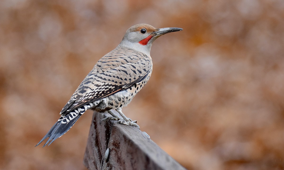 Northern Flicker - ML645360050