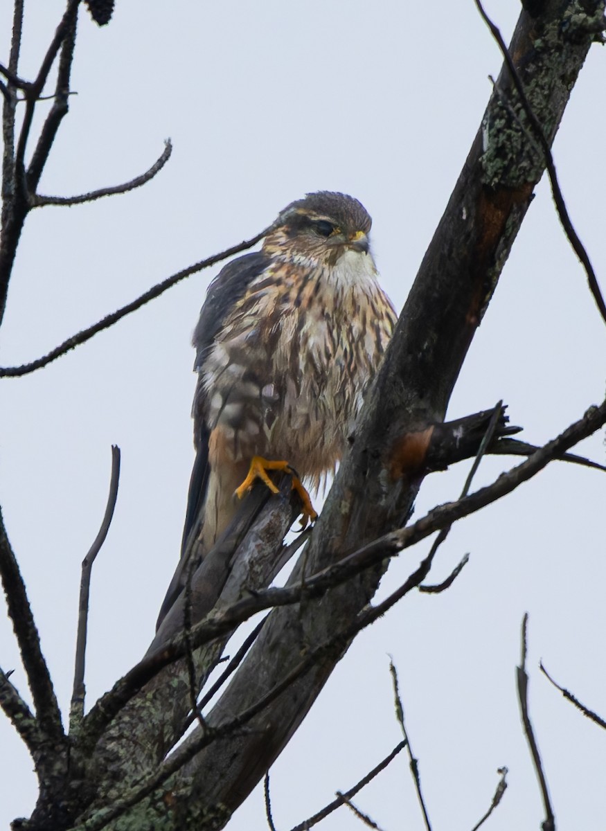 Merlin - ML645360052