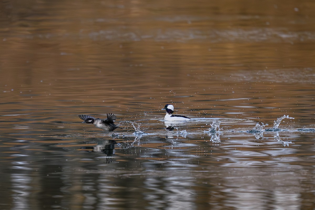 Bufflehead - ML645360063