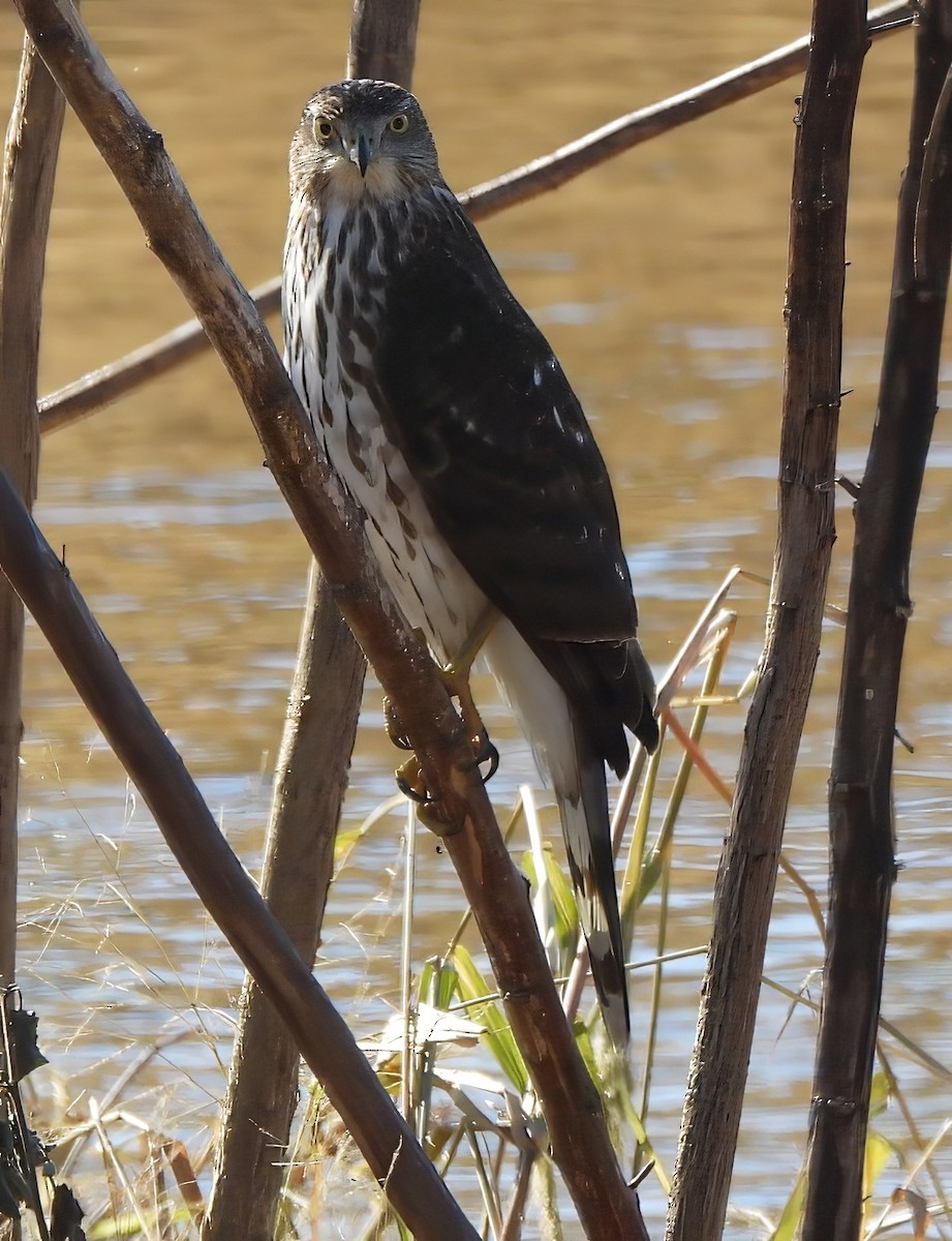 Cooper's Hawk - ML645360065