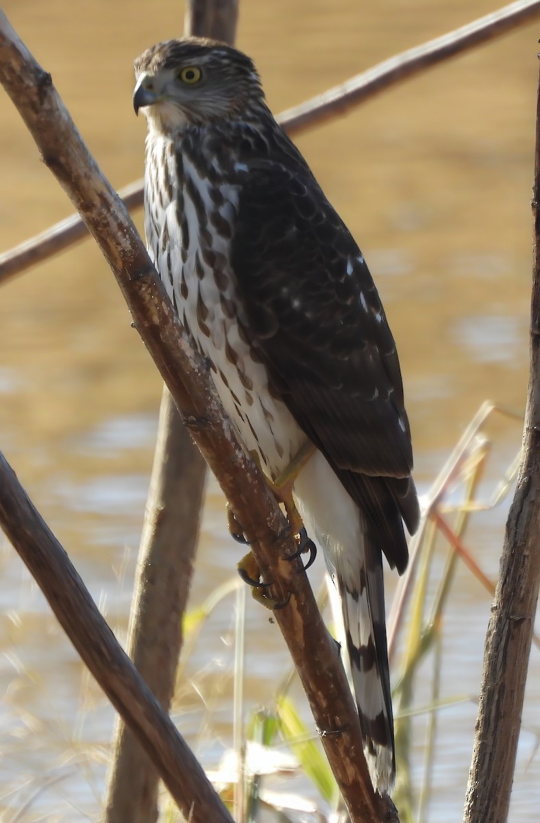 Cooper's Hawk - ML645360066