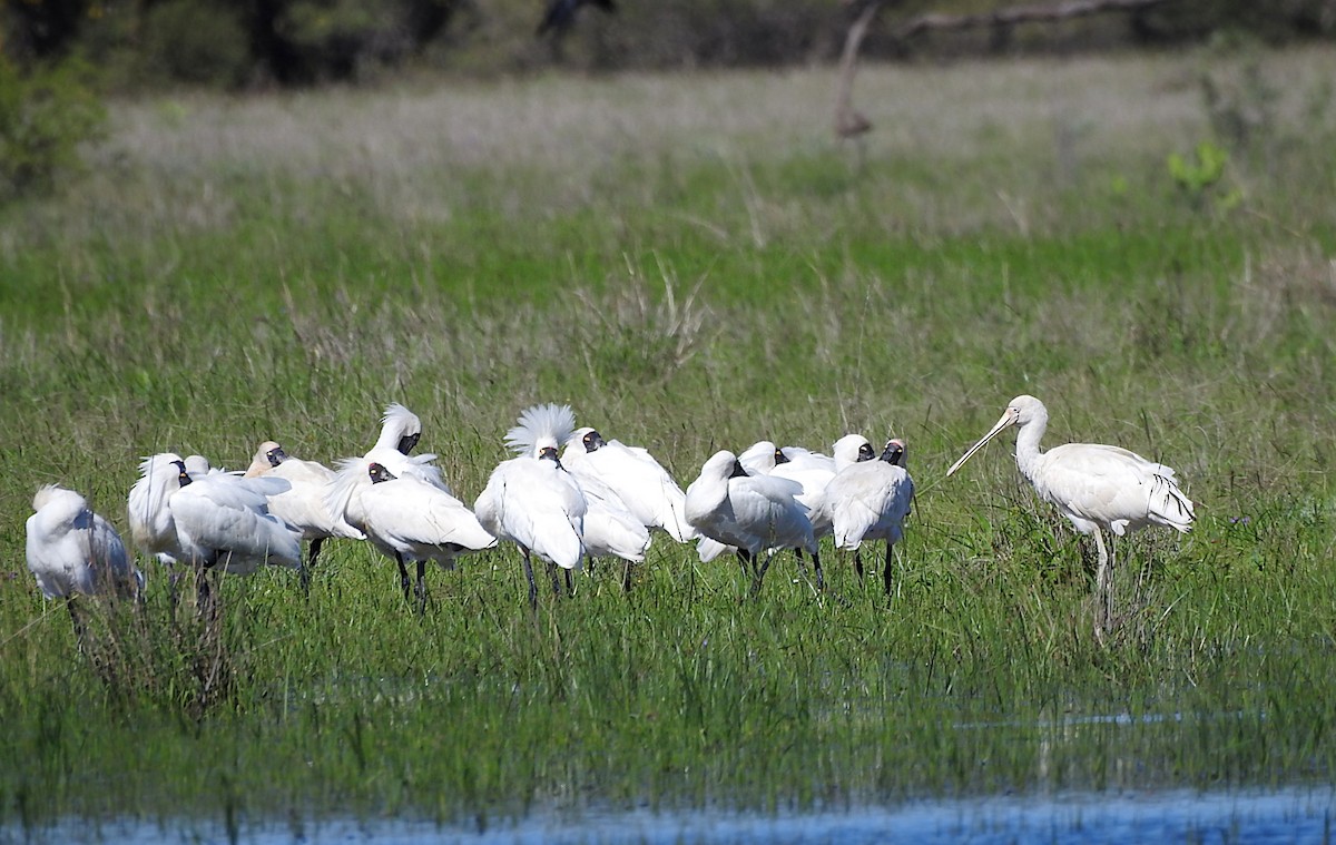 kolpík žlutozobý - ML645360068