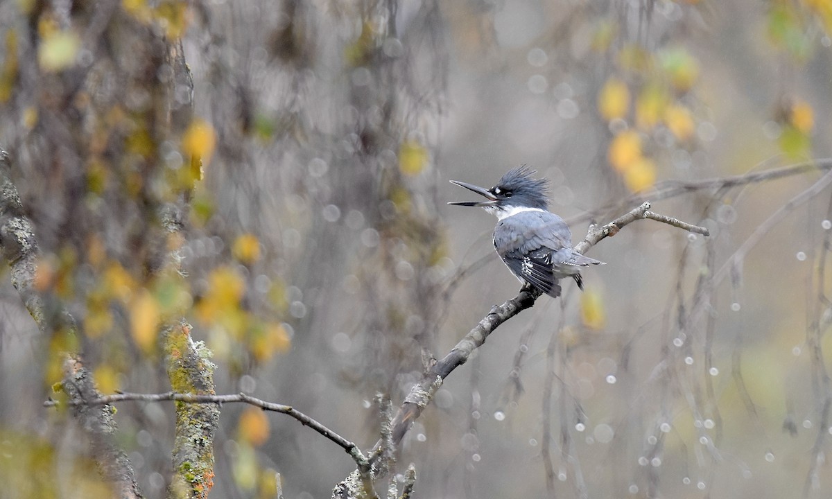Belted Kingfisher - ML645360071