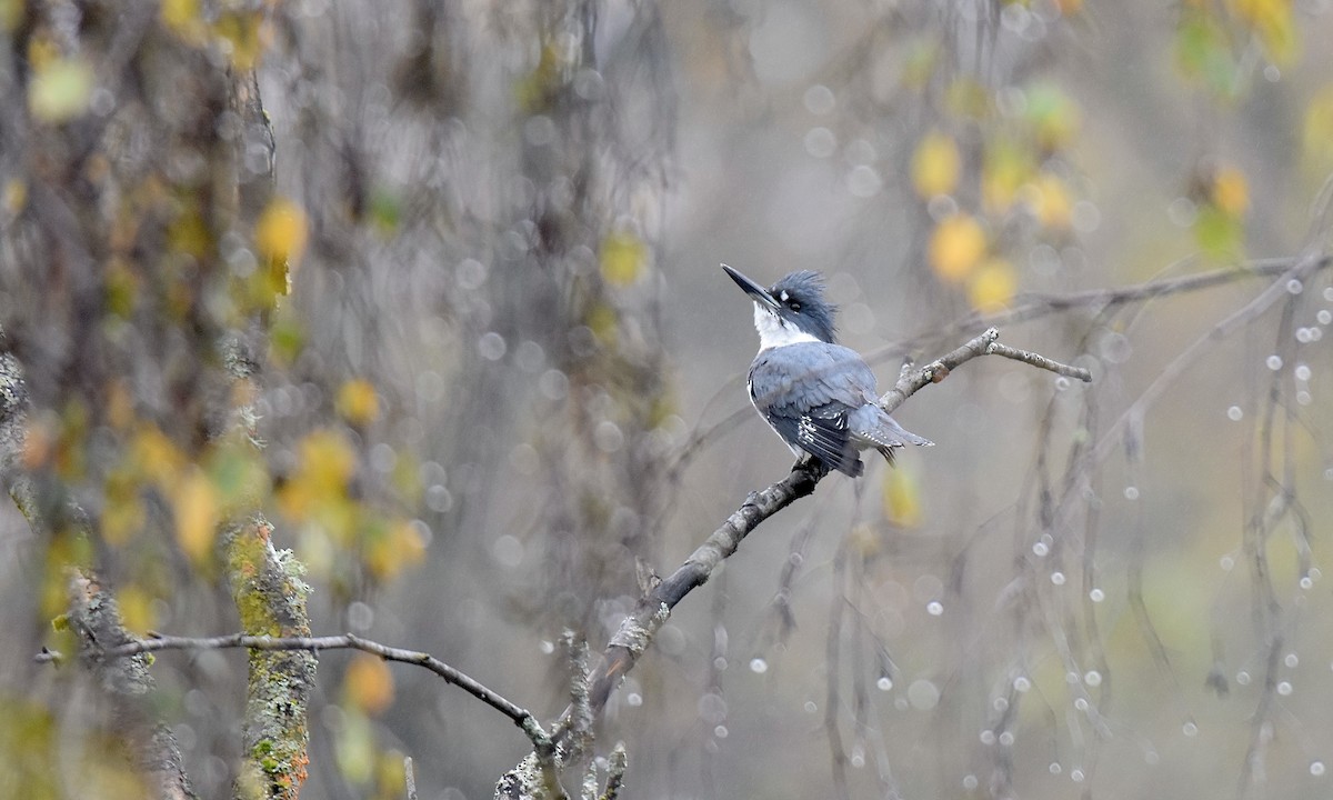 Belted Kingfisher - ML645360072