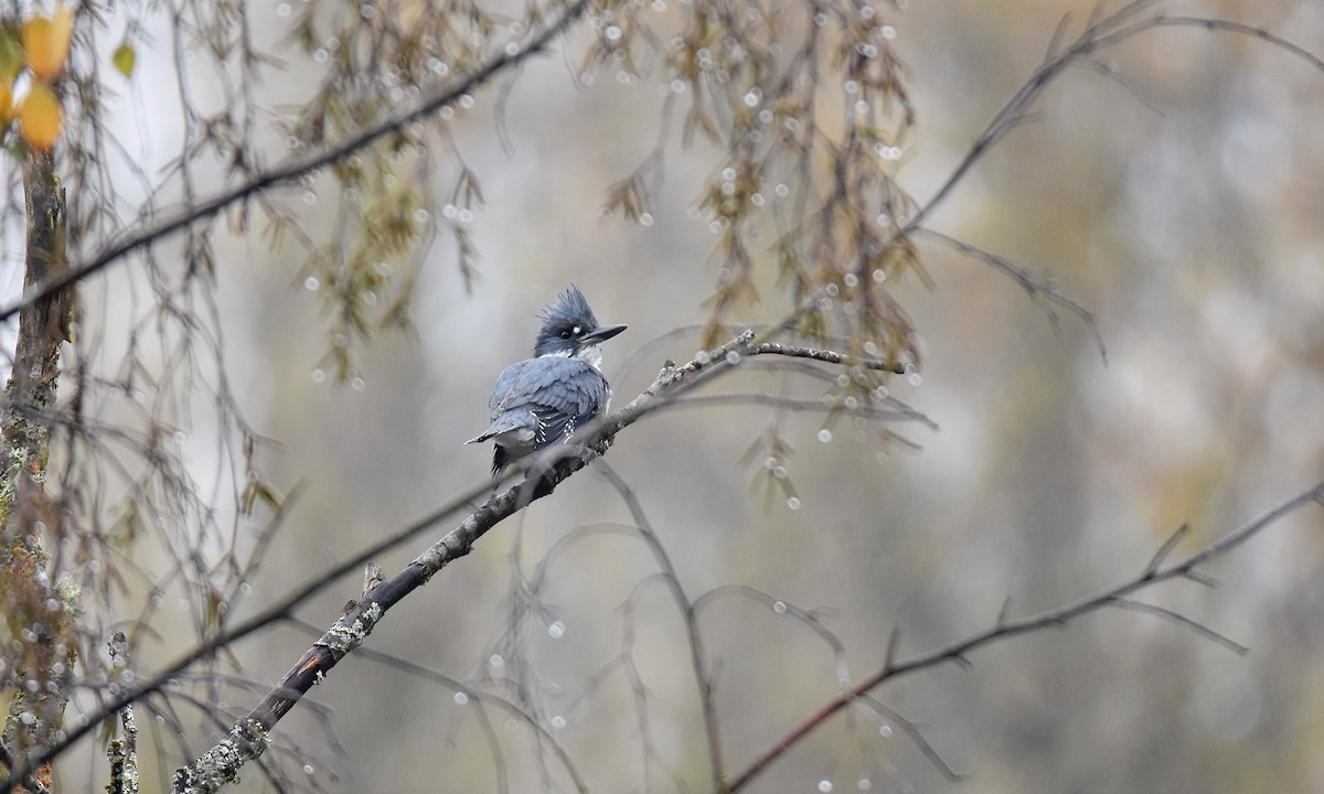 Belted Kingfisher - ML645360073