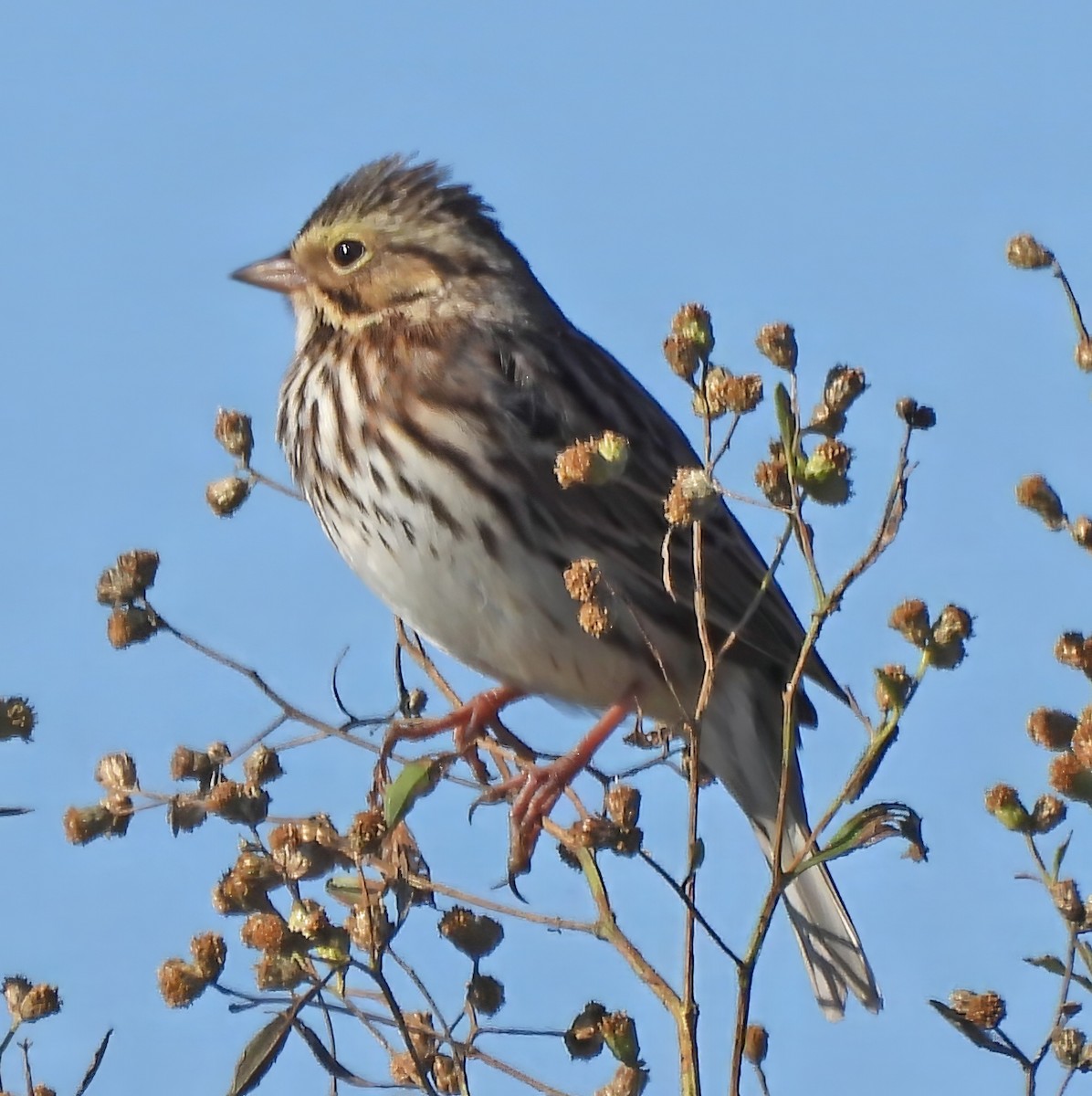 Savannah Sparrow - ML645360079