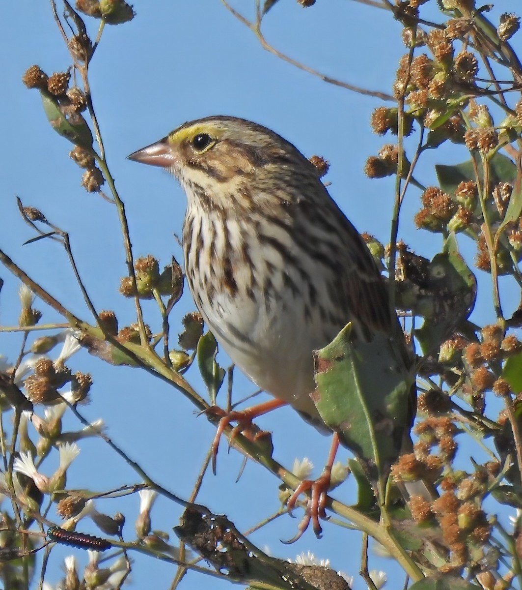Savannah Sparrow - ML645360080