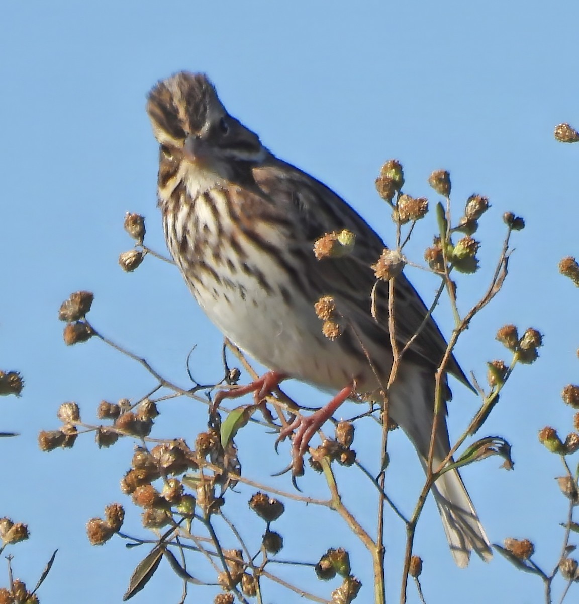 Savannah Sparrow - ML645360081