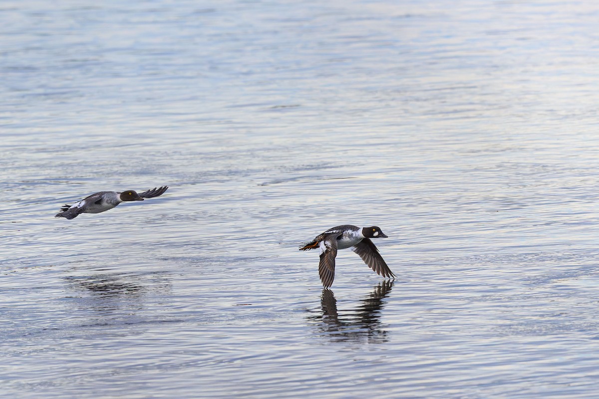 Common Goldeneye - ML645360083