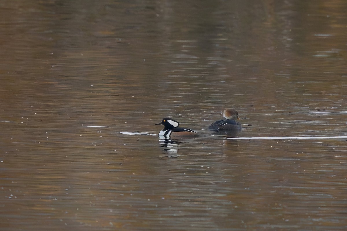 Hooded Merganser - ML645360096