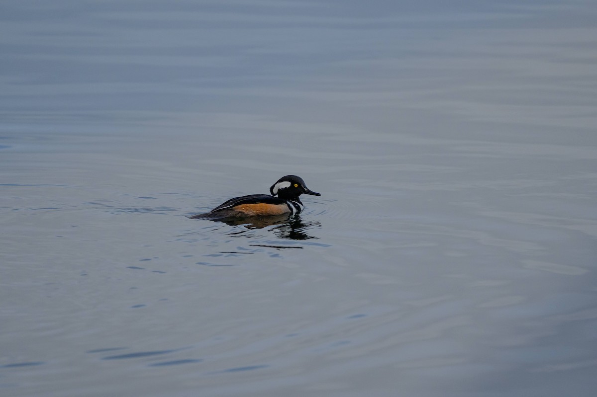 Hooded Merganser - ML645360097