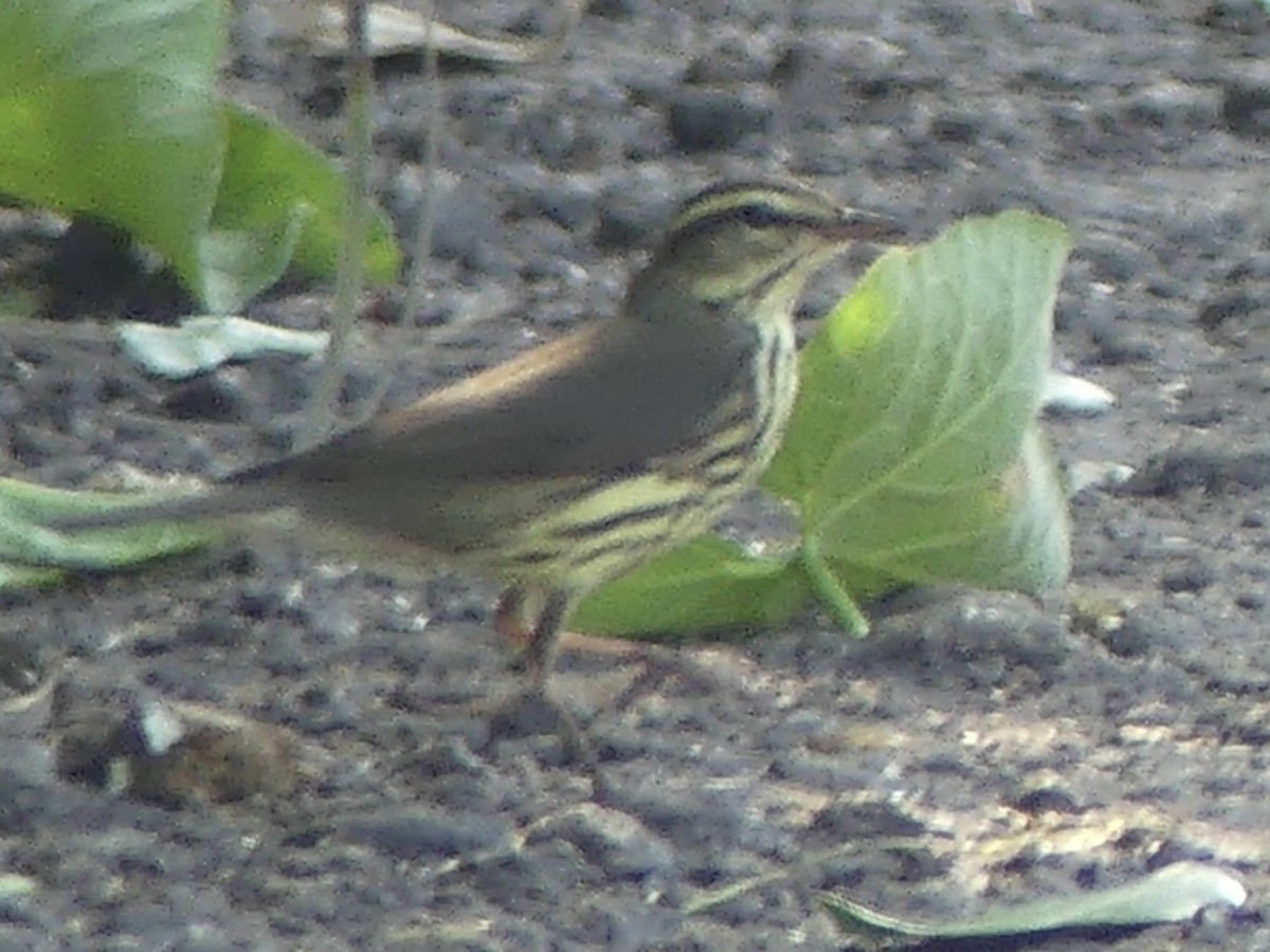 Northern Waterthrush - ML645360110