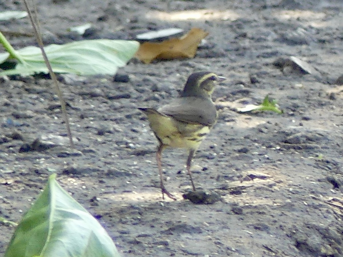 Northern Waterthrush - ML645360111
