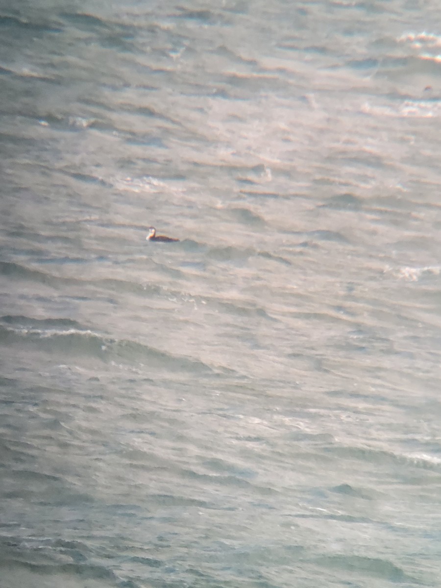 Pacific Loon - ML645360114