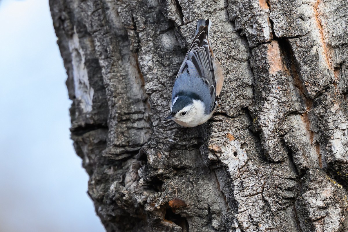 White-breasted Nuthatch - ML645360119
