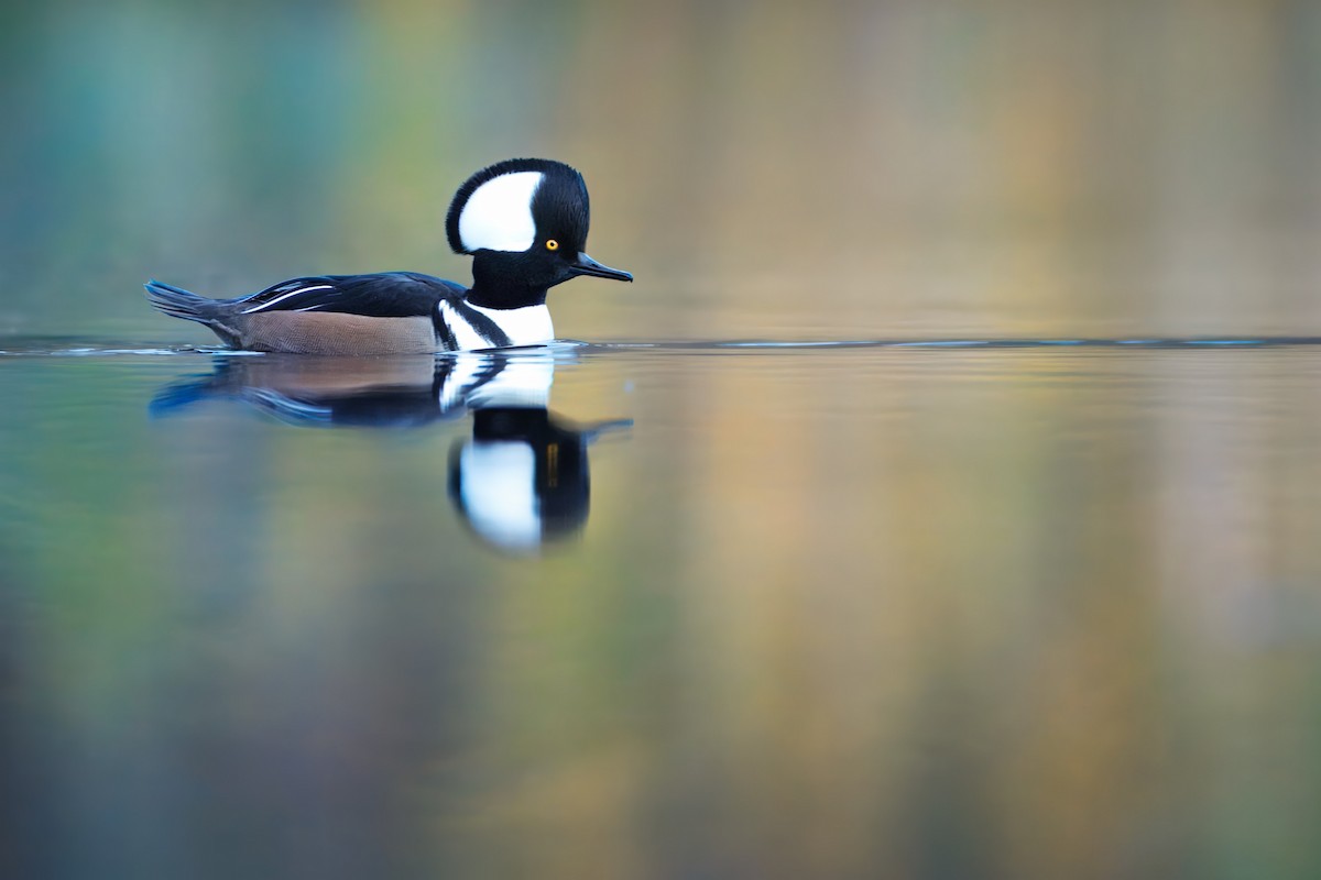 Hooded Merganser - ML645360120
