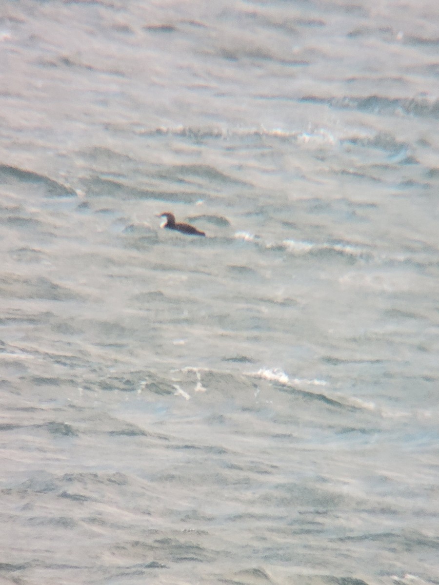 Pacific Loon - ML645360126