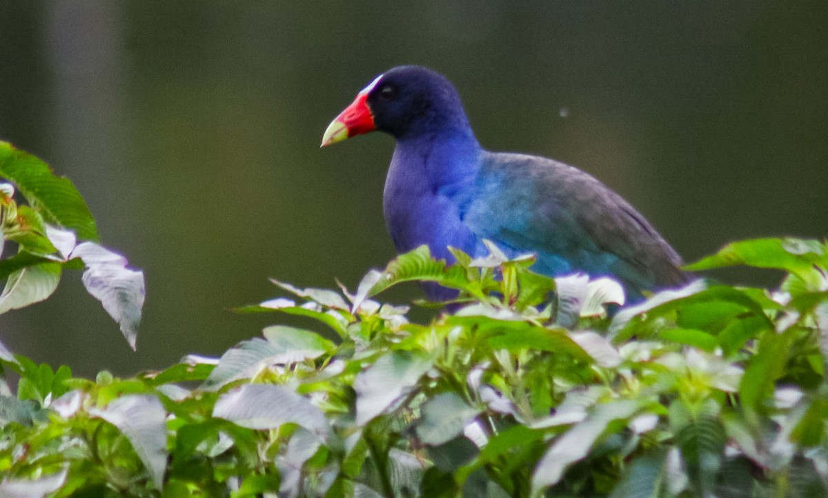 Малая султанка - ML645360144