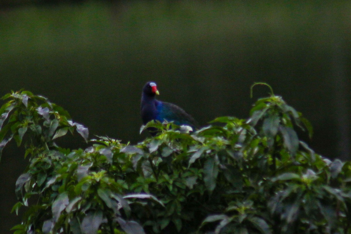 Малая султанка - ML645360145