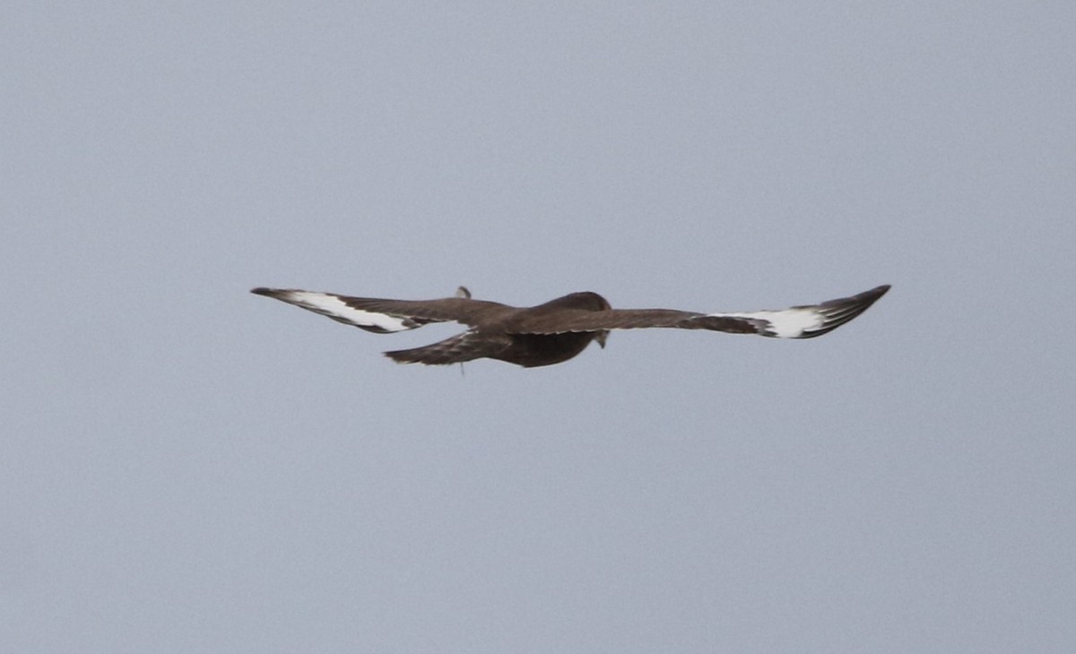 Тарлан сар - ML645360163