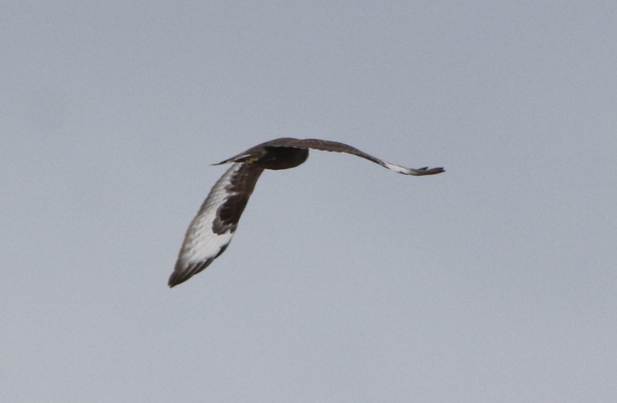 Тарлан сар - ML645360164