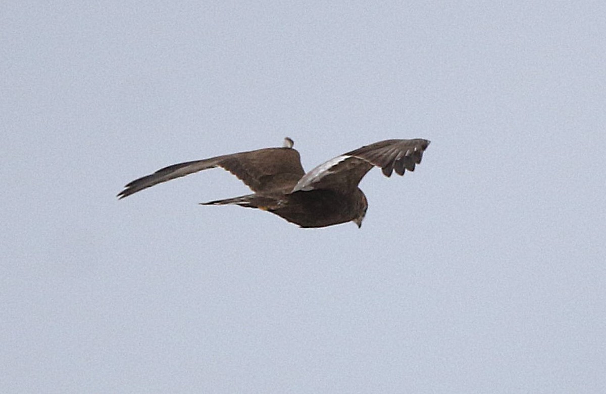 Тарлан сар - ML645360165