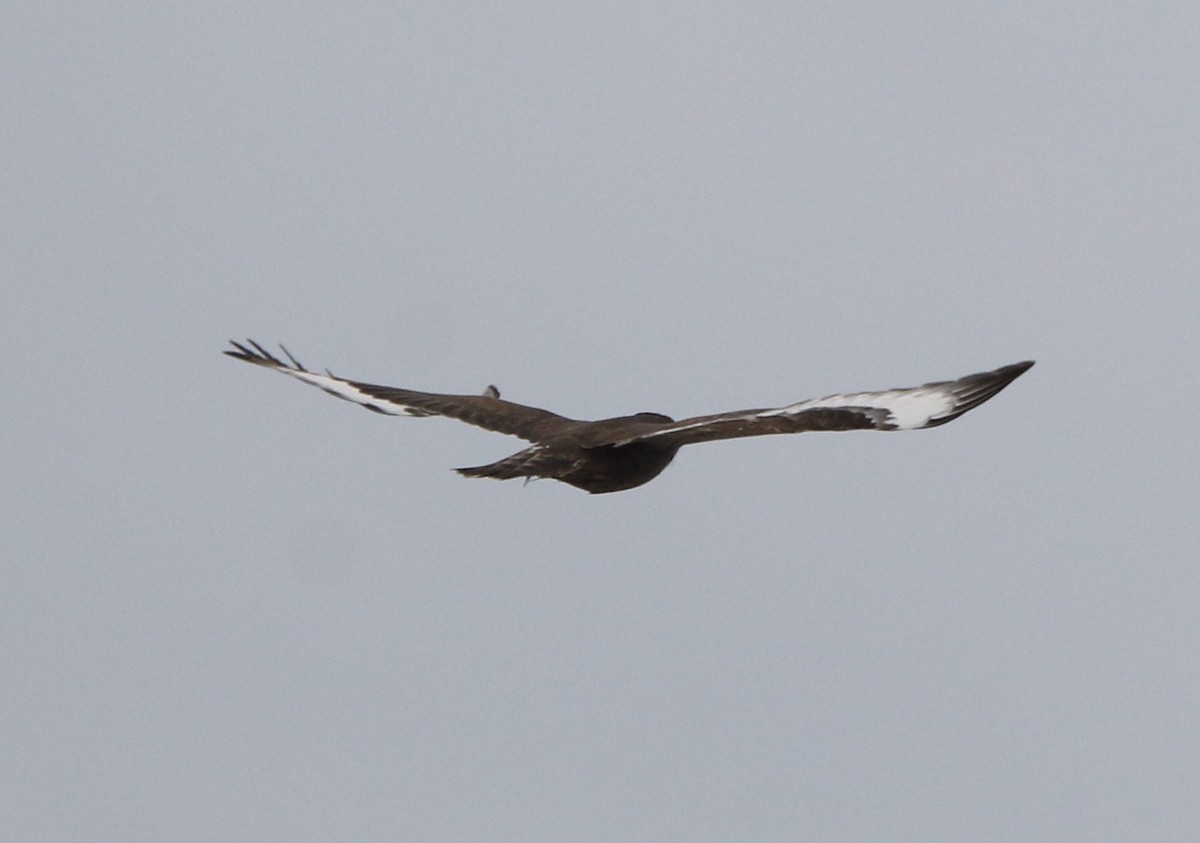 Тарлан сар - ML645360166